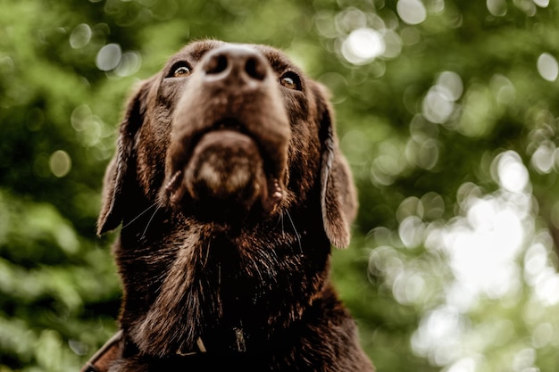 Photo close-up portrait of a dog