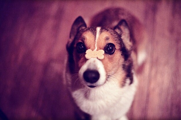 Photo close-up portrait of dog