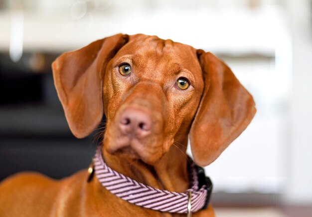 Photo close-up portrait of dog