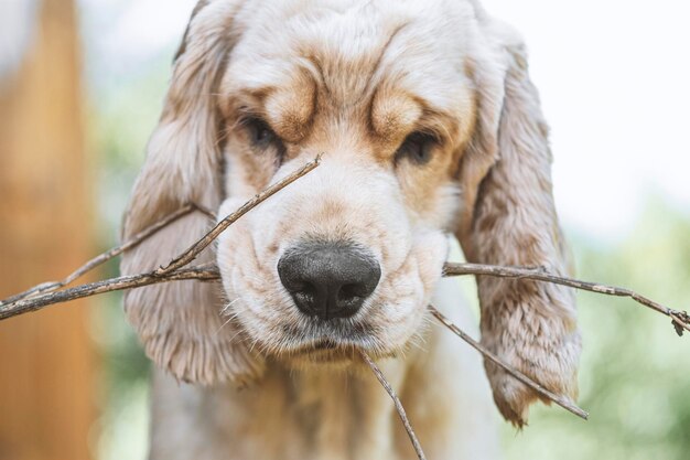 Foto ritratto di un cane da vicino