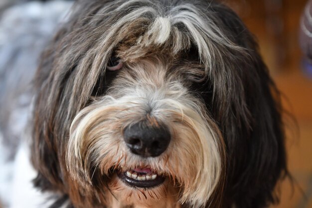 Photo close-up portrait of dog