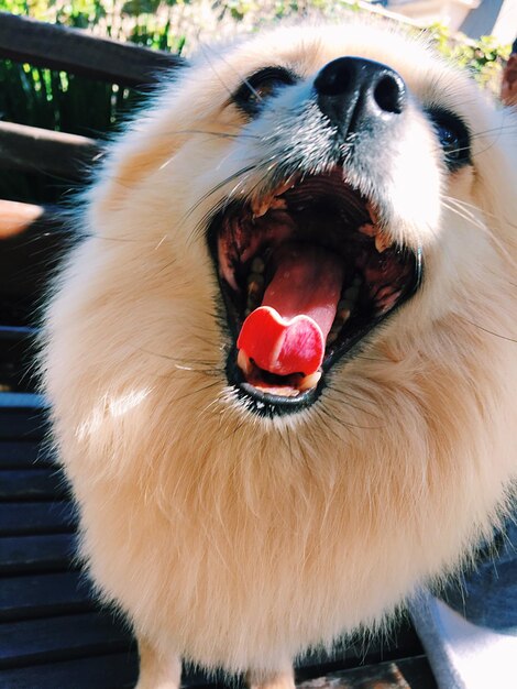 Close-up portrait of dog