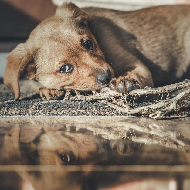 Foto ritratto di un cane da vicino