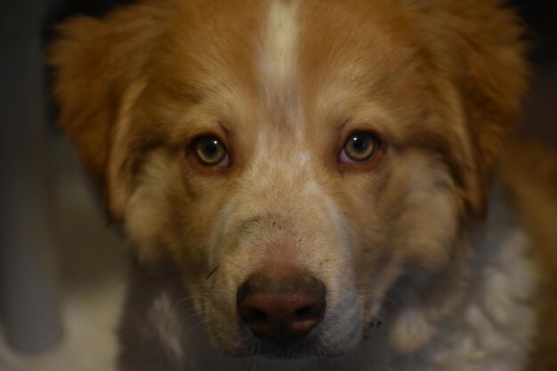 Foto ritratto di un cane da vicino