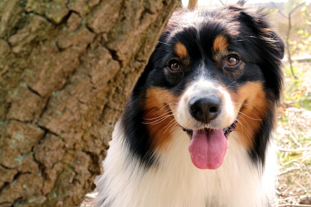 Photo close-up portrait of dog