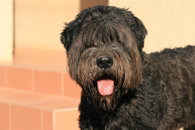 Photo close-up portrait of dog