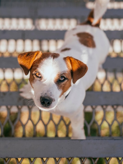 Close-up portrait of a dog