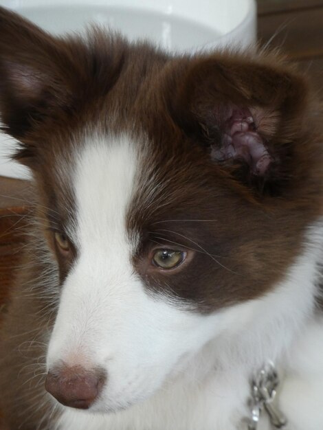 Close-up portrait of a dog