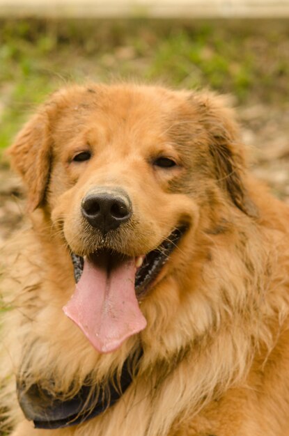 Foto ritratto di un cane da vicino