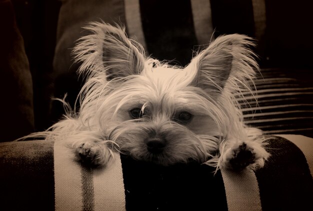 Photo close-up portrait of dog