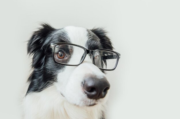 Close-up portrait of a dog