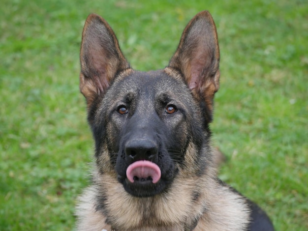 Close-up portrait of a dog