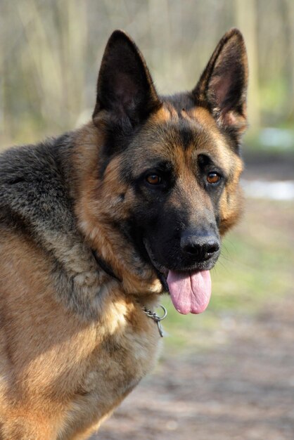 Foto ritratto di un cane da vicino