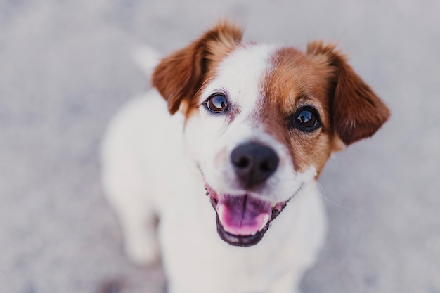 犬のクローズアップポートレート