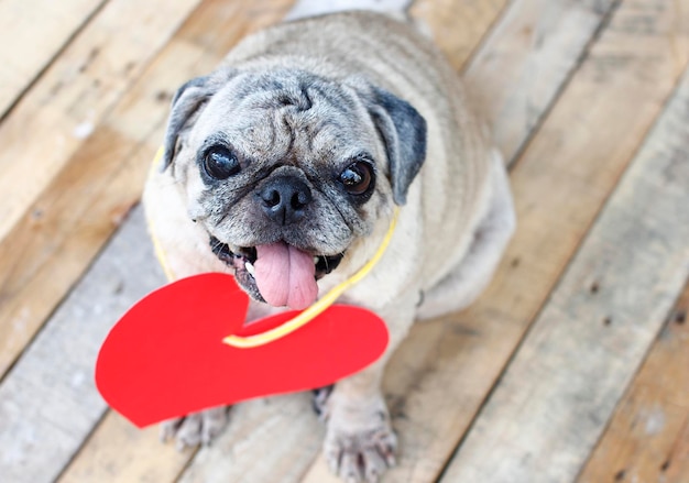 Foto ritratto di un cane da vicino