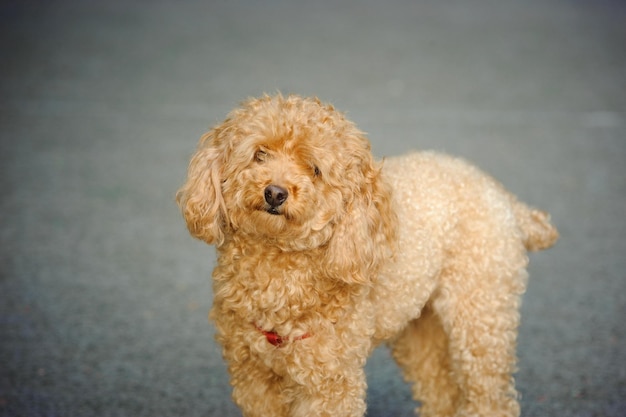 Close-up portrait of a dog