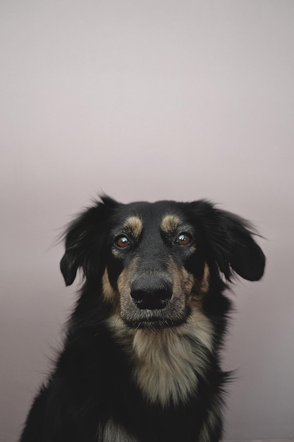 犬のクローズアップ肖像画