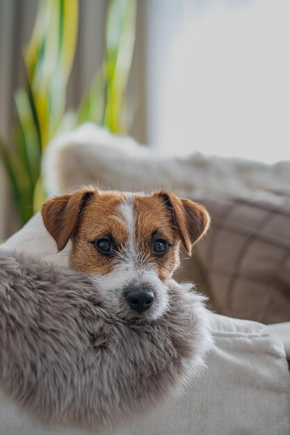 犬のクローズアップポートレート