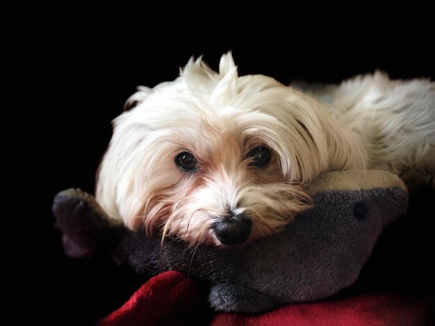 Foto ritratto di un cane in primo piano