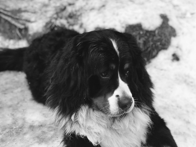 Foto ritratto di un cane in primo piano