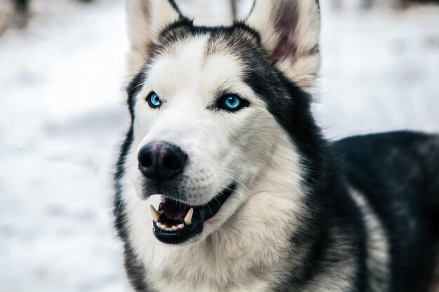 Photo close-up portrait of dog