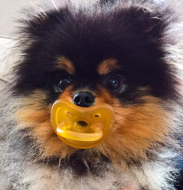 Photo close-up portrait of a dog