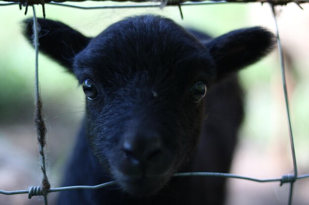 Foto ritratto di un cane da vicino