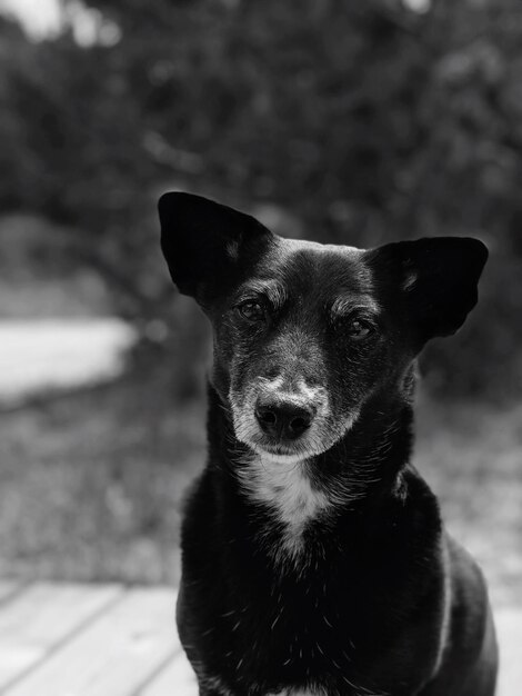 Foto ritratto di un cane da vicino