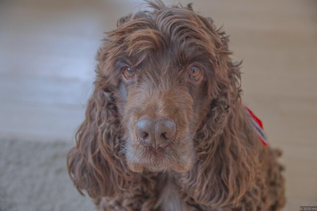 Close-up portrait of dog