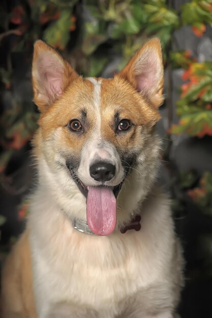 Foto ritratto di un cane in primo piano