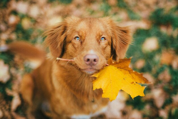 Foto ritratto di un cane da vicino