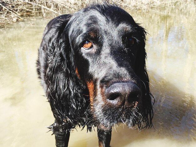 Photo close-up portrait of a dog