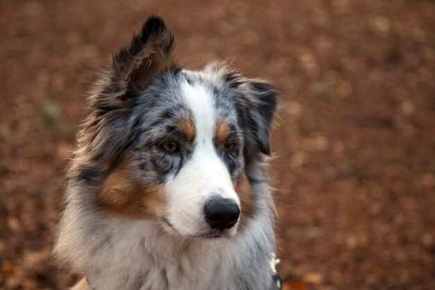 Photo close-up portrait of dog