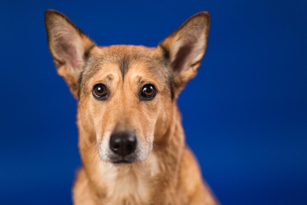 Close-up portrait of dog