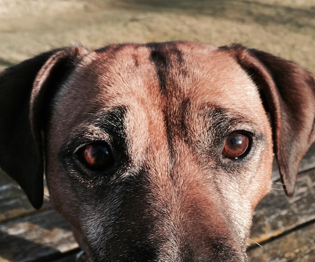 Foto ritratto di un cane da vicino