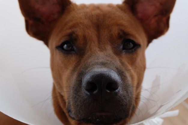 Photo close-up portrait of dog