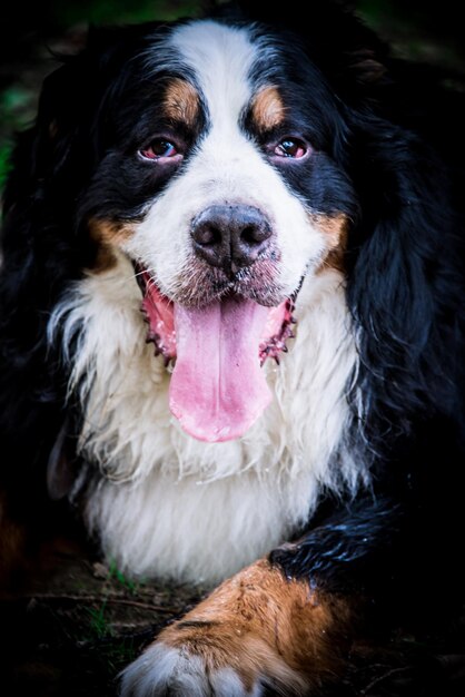 Foto ritratto di un cane da vicino