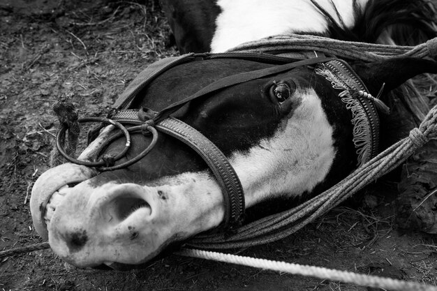 Foto ritratto di un cane da vicino