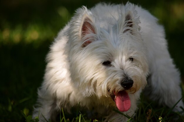 Photo close-up portrait of a dog