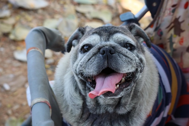 Photo close-up portrait of dog