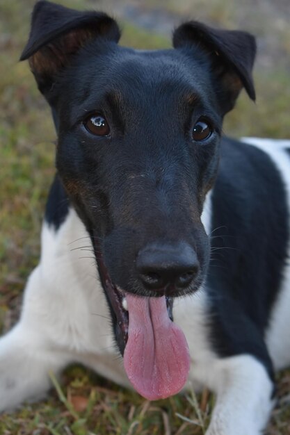 Foto ritratto di un cane da vicino