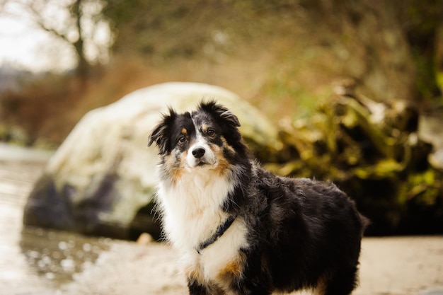 Photo close-up portrait of dog