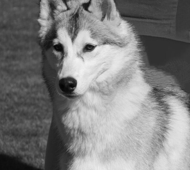 Photo close-up portrait of a dog