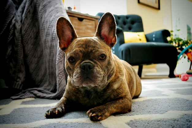 Foto ritratto di un cane in primo piano