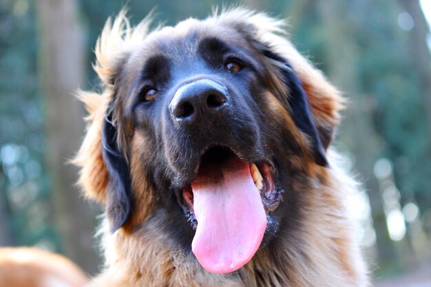 Foto ritratto di un cane da vicino