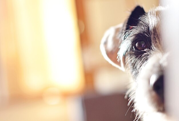 Foto ritratto di un cane da vicino