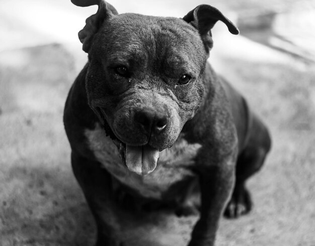 Photo close-up portrait of dog