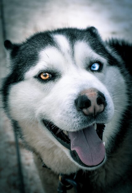 Photo close-up portrait of a dog