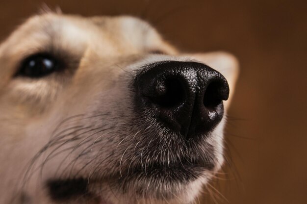 Close-up portrait of a dog