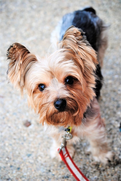 Close-up portrait of dog